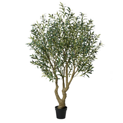 Adcock Olive Tree in Pot