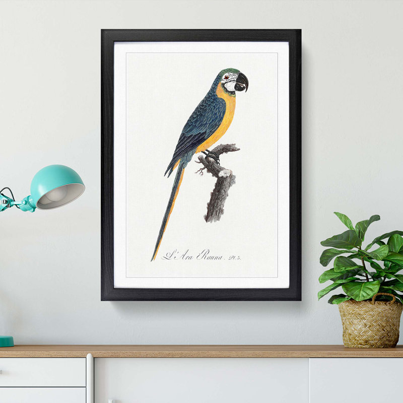Blue and Yellow Macaw Parrot by F. Levaillant - Framed Print, 36cm H x 27cm W x 2cm D, Black Framed