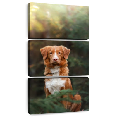 Retriever Dog In Forest