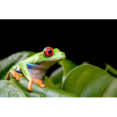 Grenouille sur plante - Photographie sur toile tendue