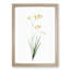 Freesia Flowers by Pierre-Joseph Redoute - Picture Frame Painting Print-55577765-55577764