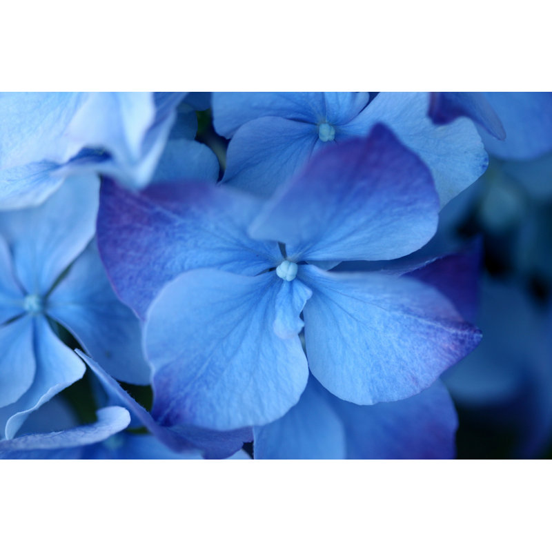 Hydrangea Altona par - Photographie de toile tendue, L 12 po x H 8 po