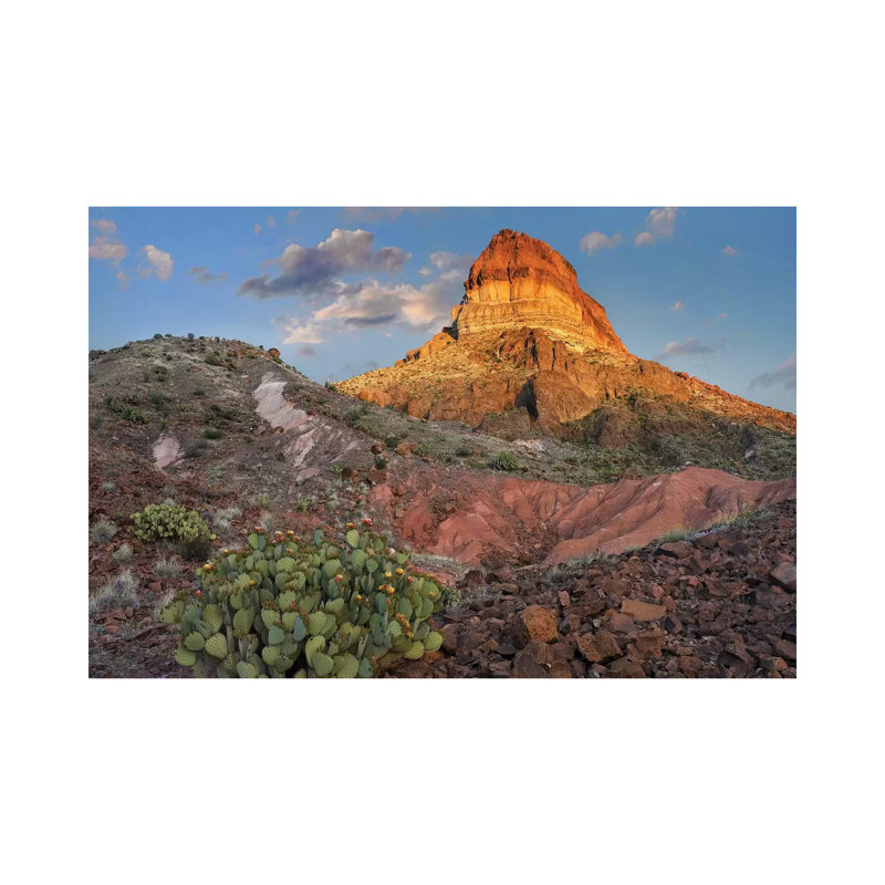 Opuntia Cactus At Cerro Castellan, Chihuahuan Desert, Big Bend National Park, Chihuahuan Desert, Texas by Tim Fitzharris - Wrapped Canvas Print