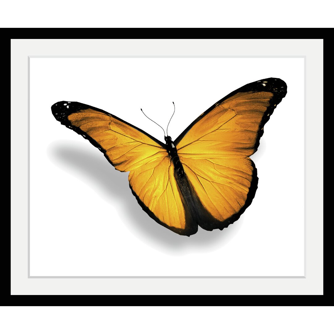 Gerahmtes Poster „Butterfly“, Grafikdruck