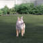 Statue Coyote debout