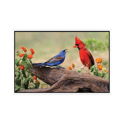 Blue Grosbeak And Male Northern Cardinal Fighting. Rio Grande Valley, Texas 1 Piece Wall Art on Canvas