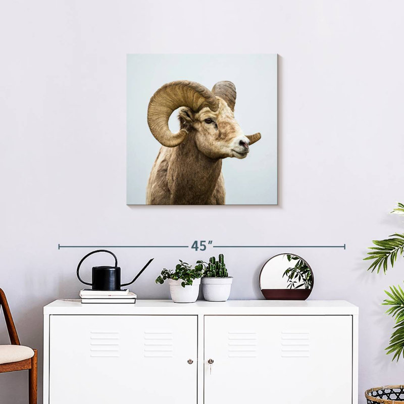 Crowle Lonely Bighorn Sheep, H 24 po x l 24 po