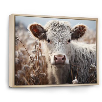 " Cow Protrait Photography "