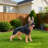 Outdoor German shepherd Dog Statue