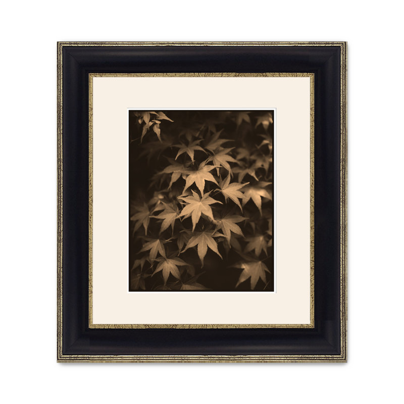 Ornamental Maple 