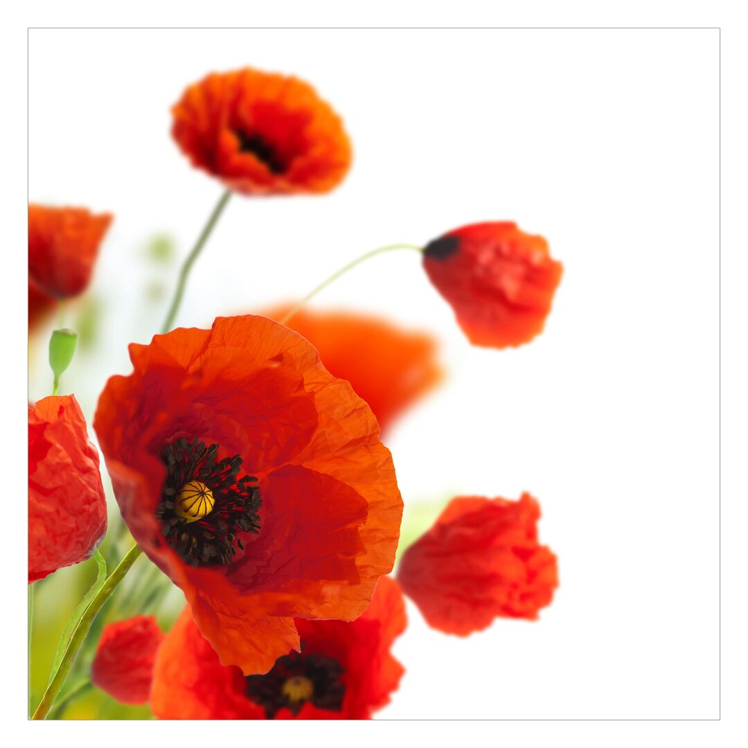 Matt Fototapete Radiant Poppies 1,92 m x 192 cm