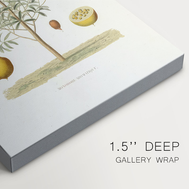Arbre antique avec fruit IV - galerie Cavas