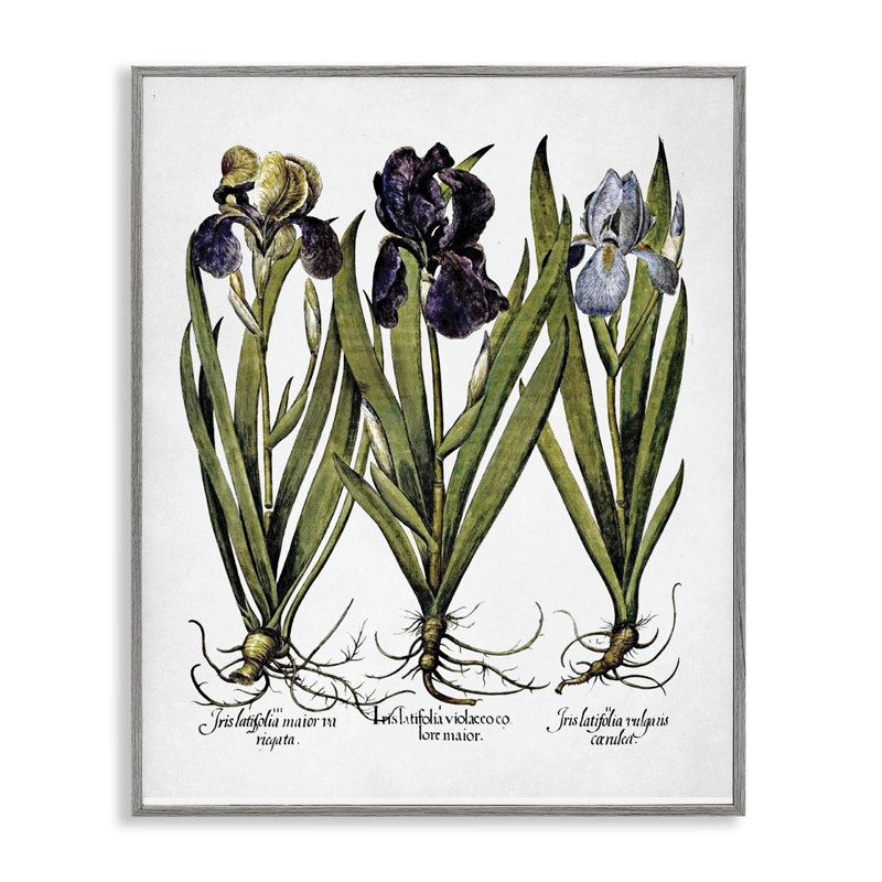 Art rétro de l'iris, estampe numérique encadrée avec lettres et lignes, Estampe numérique Farmhouse, H 14 po x l 11 po