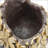 Magnesium Dog Statue Planter with Gold Leaf Crown