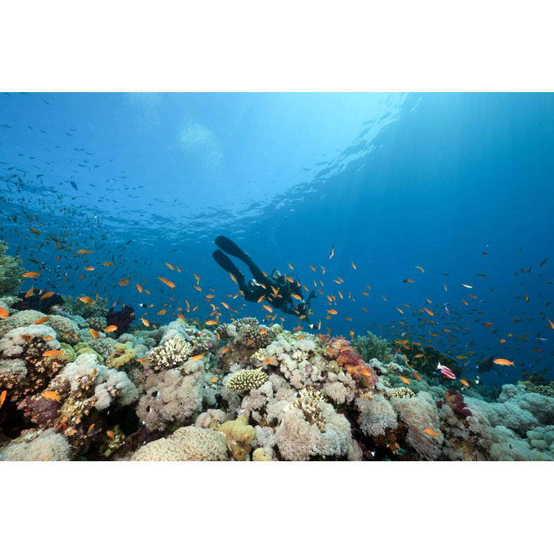 Diver Swimming - Wrapped Canvas Print, 20cm H x 30cm W x 3.8cm D