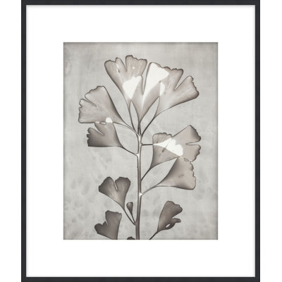 Lucent Botanicals 5 Print by Darrell Kincer