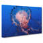 Jellyfish In Pink & Blue In Abstract - Wrapped Canvas-55308356