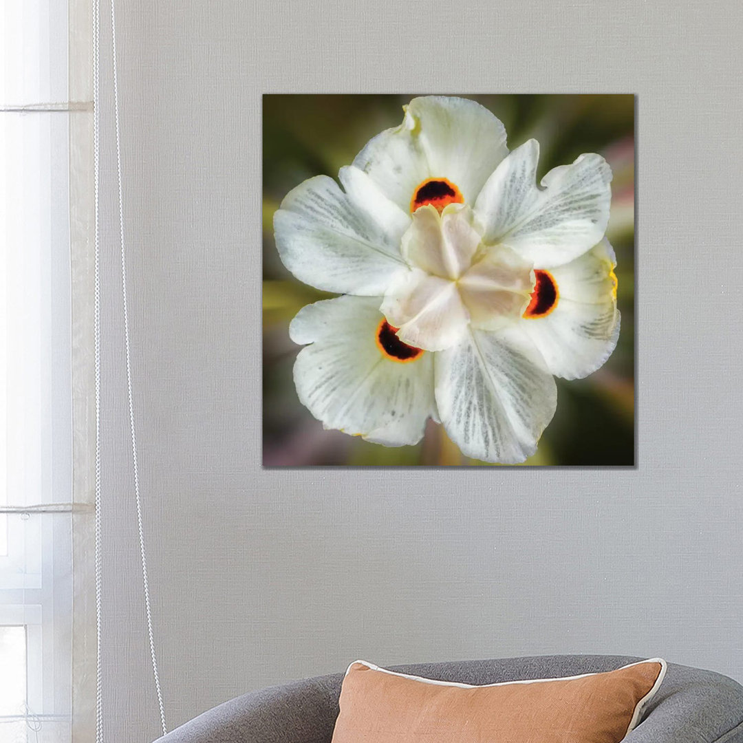 Close Up Of A White Flower by Glauco Meneghelli - Wrapped Canvas Print