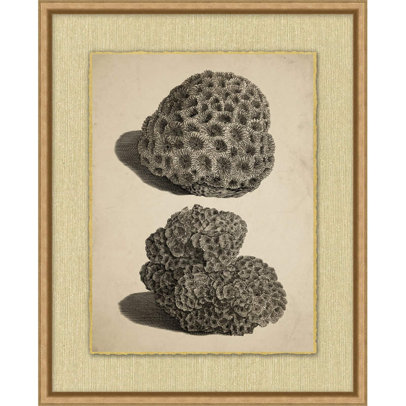 Sepia Sealife 4 Framed Drawing Print