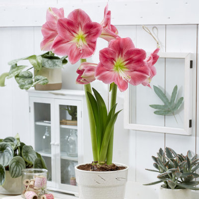 Van Zyverden Amaryllis African Candy Floss Set of 1 Bulb