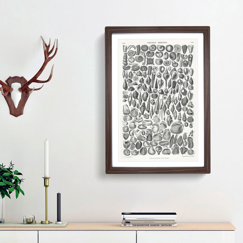 Study of Mollusc Shells LXVI by Oliver Goldsmith - Picture Frame Drawing Print, 36cm H x 27cm W x 2cm D, Walnut Framed
