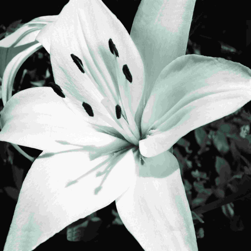 Fleur noire et blanche 7, H 12 po x l 12 po x P 1,25 po