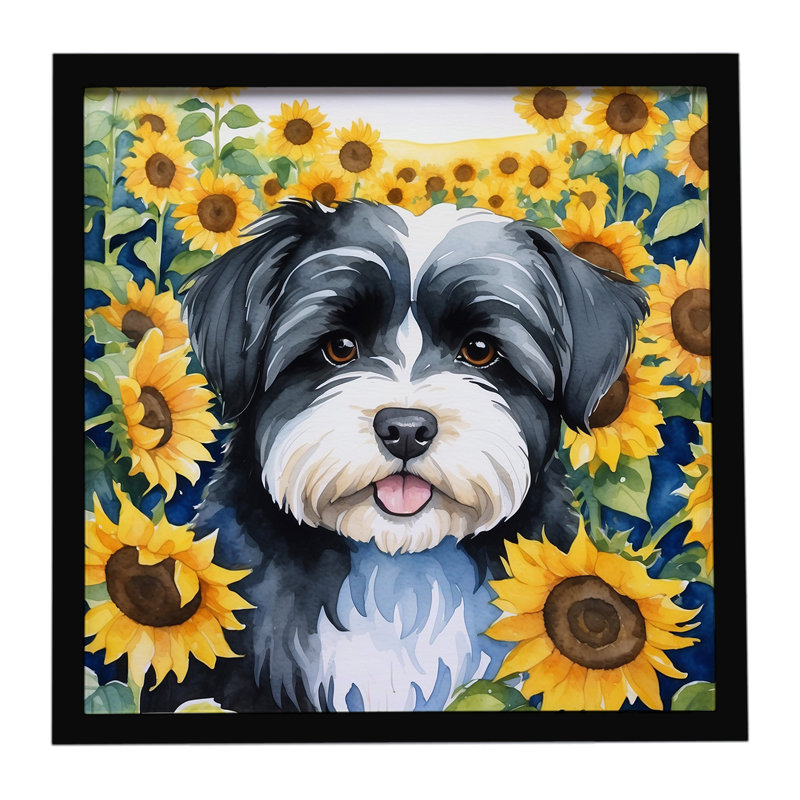 Havanais en tournesols, reproduction d'art encadrée