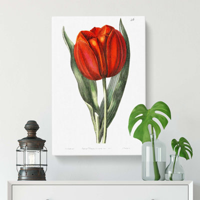Red Tulip - Wrapped Canvas