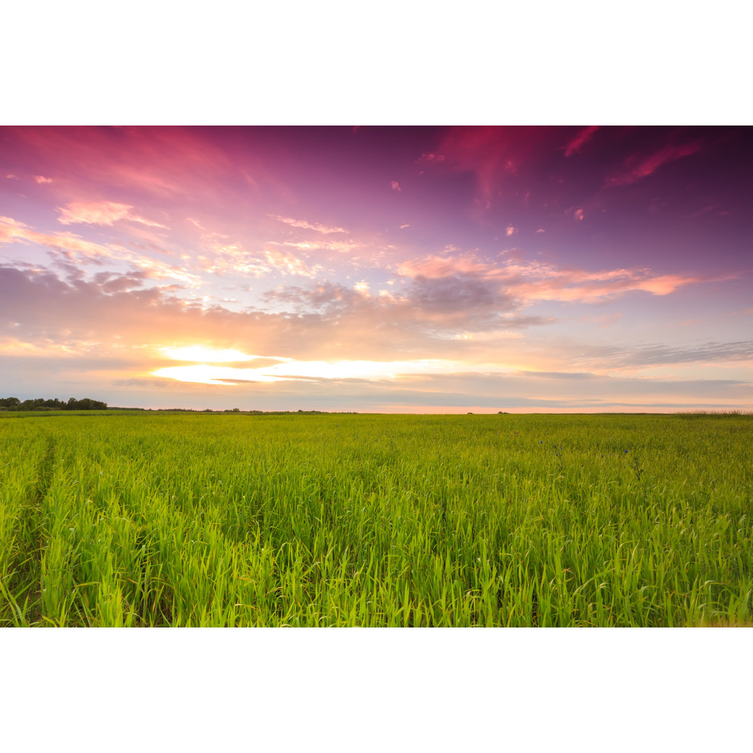 Sonnenuntergang über grünem Feld von Druvo - Leinwandbild