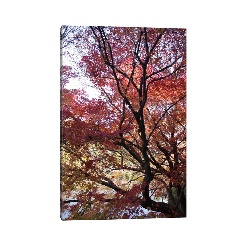 Fall Foliage At Ryoan-Ji Temple, Kyoti Prefecture, Japan - Wrapped Canvas Print, 30.48 cm H x 45.72 cm W