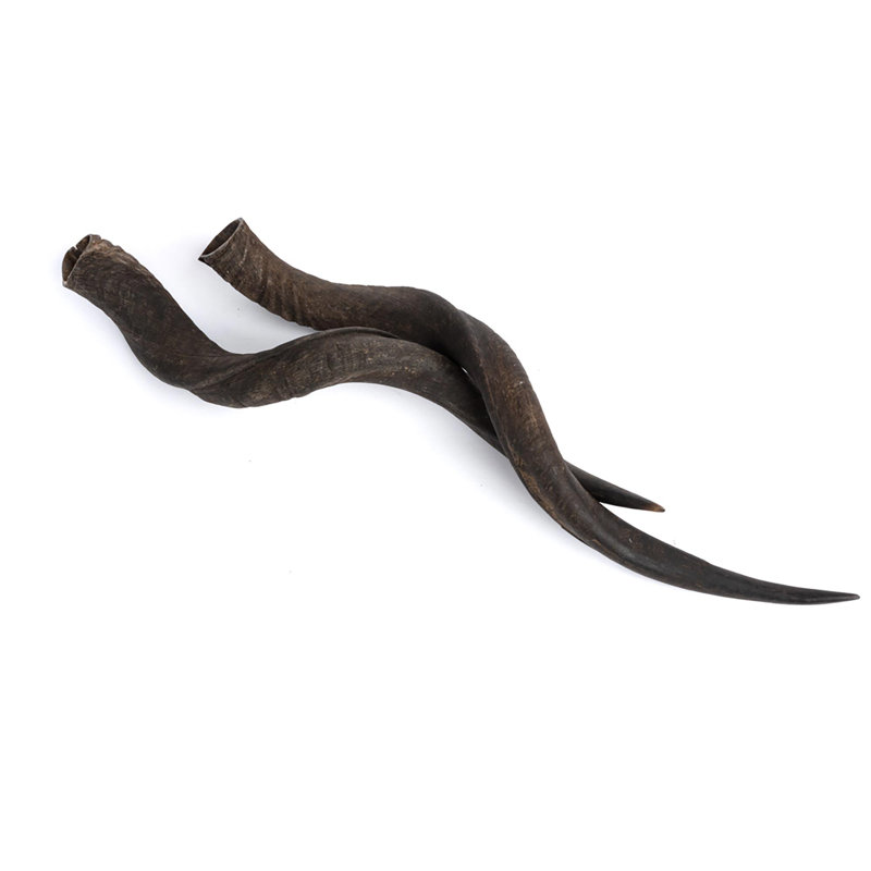Horn - Natural Finish