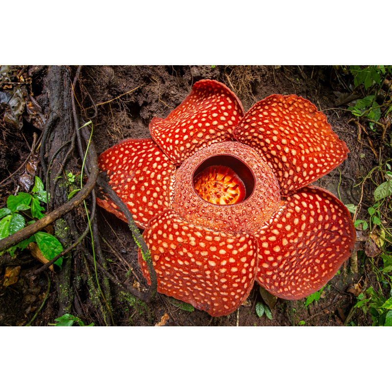 Rafflesia, The Biggest Flower In The World , Sumatra, Indonesia - Wrapped Canvas Print, 30cm H x 46cm W x 3.8cm D