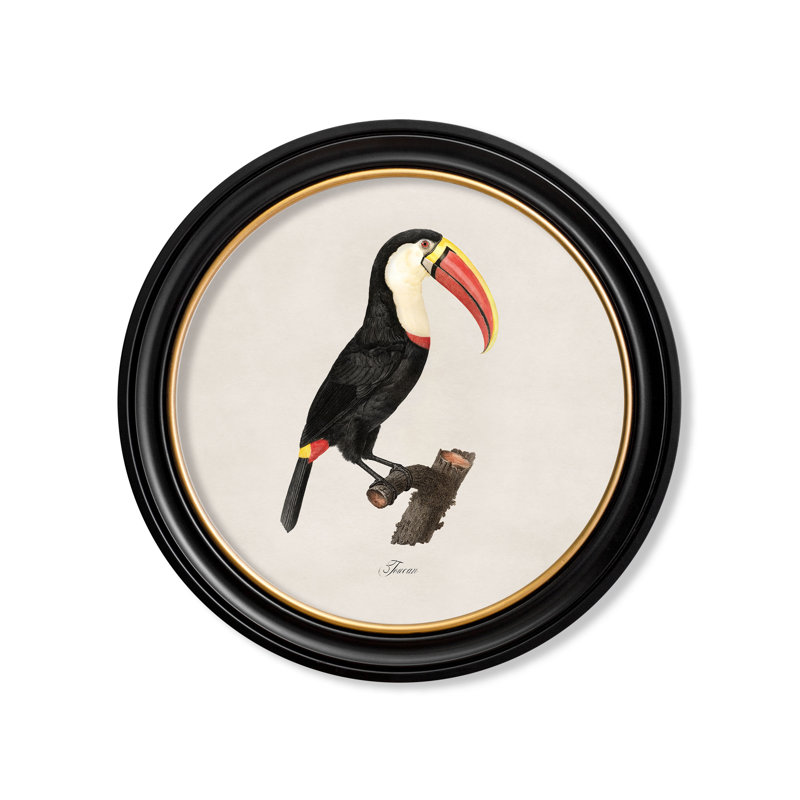Toucan Right Facing by Mid-1800s - Single Picture Frame Print on Archival Matt 230gsm Paper