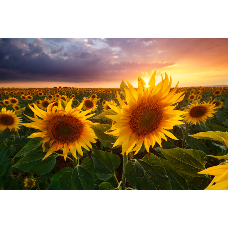 Sunflowers Field by Beboy_ltd - Wrapped Canvas Print, 30cm H x 46cm W x 3.8cm D
