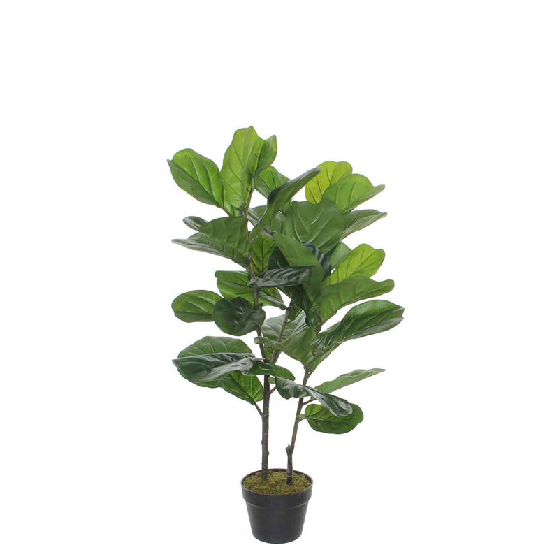 100cm Fiddle Leaf Fig Tree in Pot