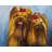 Contemporary Pets Bedroom Placemat - Two Smiling Dogs Decor
