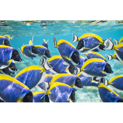 Powder Blue Surgeonfish - Wrapped Canvas Print