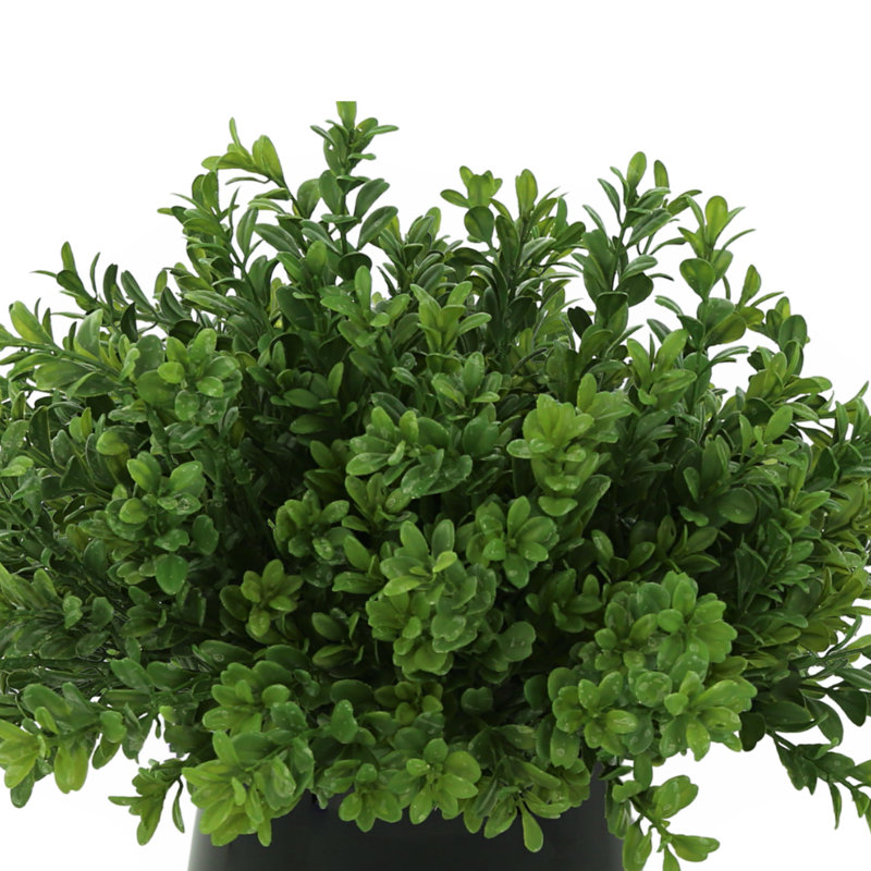 Faux Boxwood Plant in Glass Vase