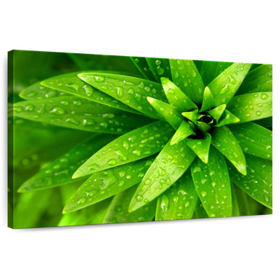 Harnek Droplets On Green Leaves