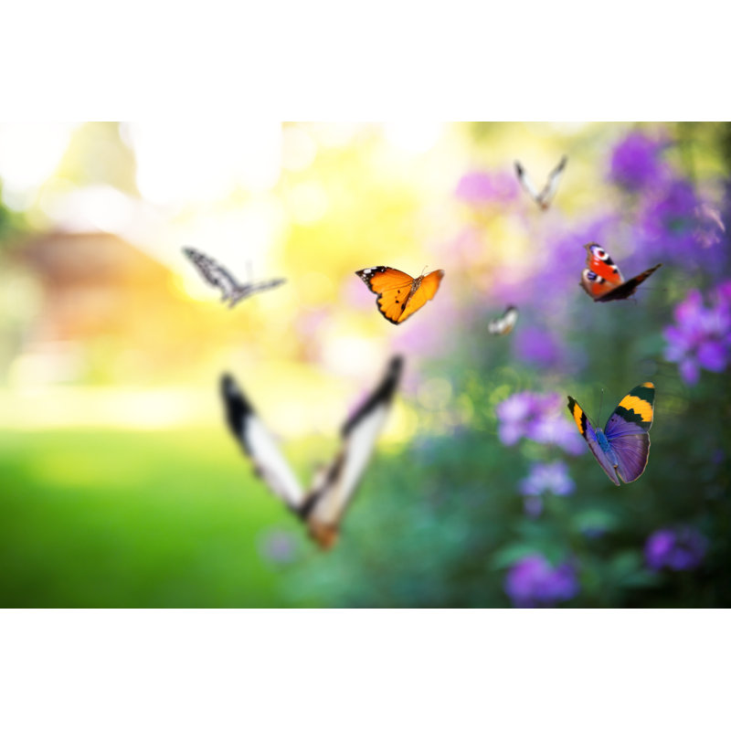 Garden Full Of Butterflies - Wrapped Canvas Print, 30cm H x 46cm W x 3.8cm D