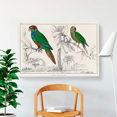Parrots by Oliver Goldsmith - Wrapped Canvas