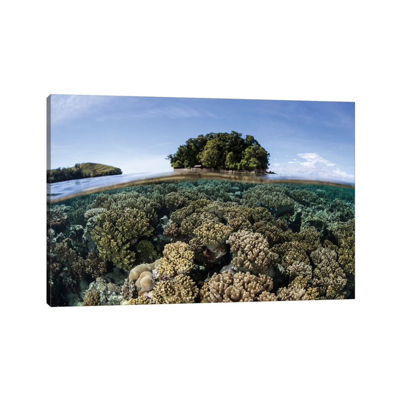 A Healthy Coral Reef Grows In The Solomon Islands III by Ethan Daniels - Wrapped Canvas Print