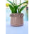 Tulip Arrangement in Planter