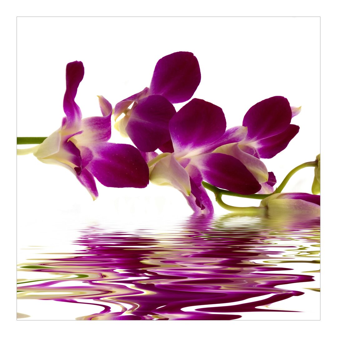 Tapete Orchidee Pink Orchid Waters Quadrat