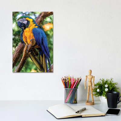 Macaw II by Glauco Meneghelli - Wrapped Canvas Print