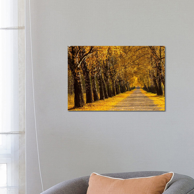 Poland, Birch Alley by Mikolaj Gospodarek - Wrapped Canvas Print, 66.04 cm H x 45.72 cm W x 3.175 cm D