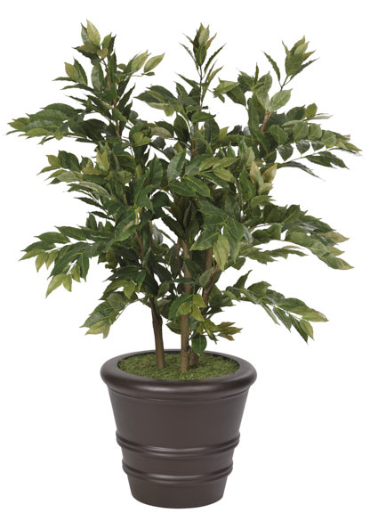 Plant