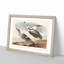 Pied Ducks by John James Audubon - Picture Frame Painting Print-55583525-55583524