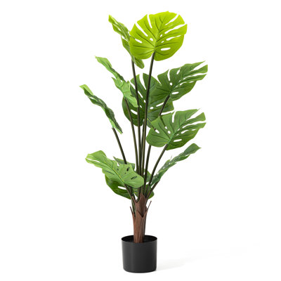 41" Monstera Plant in Pot