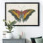 «Beautiful Butterfly IV», impression sur toile encadrée-1812992105-1812992104